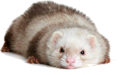 Ferret Transparent Images Png (black, beige)