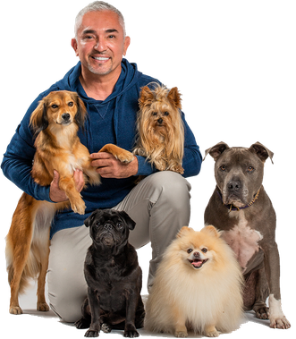 Cesar Millan Png File (black, gray, silver)