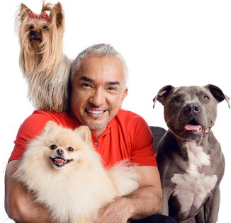 Cesar Millan Png Image (black, beige)