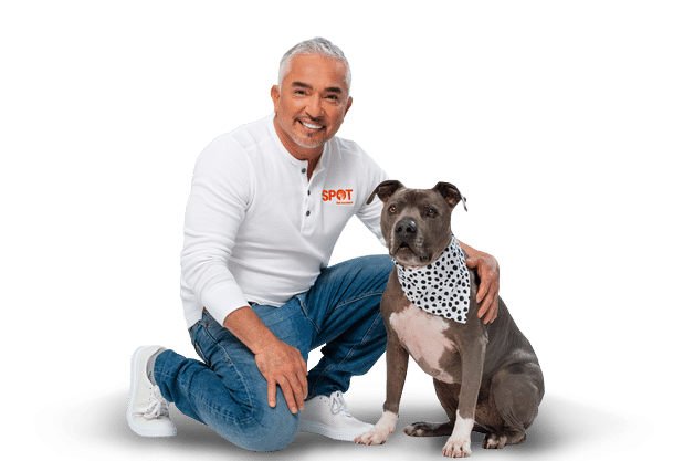 Cesar Millan Png Photo (black, lavender)