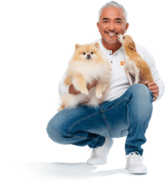 Cesar Millan Png Pic (black, lavender)