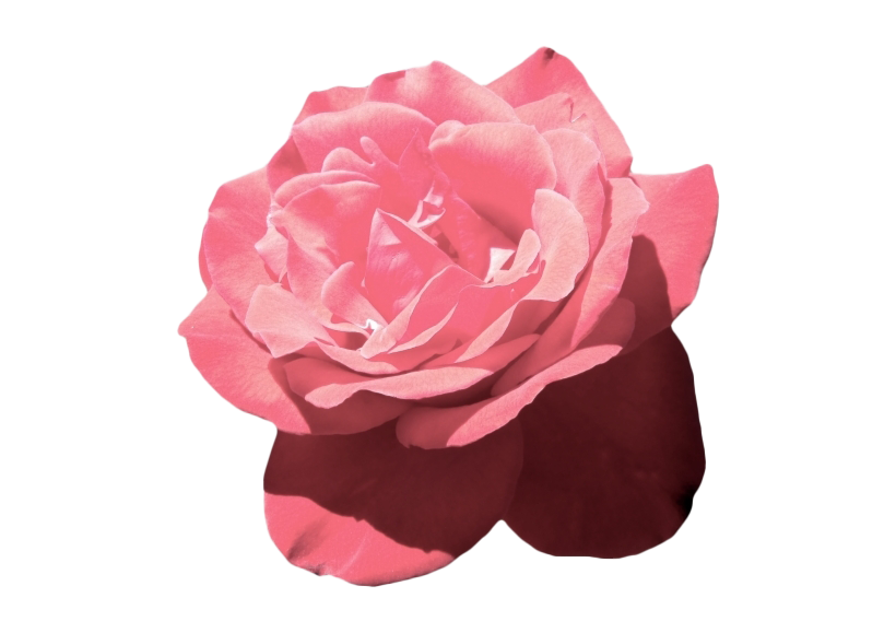 Aesthetic Flower Png Image (maroon, white)