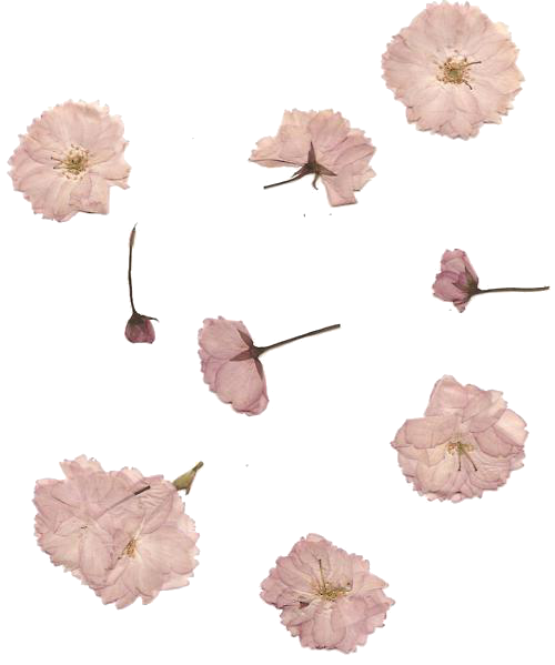 Aesthetic Flowers Png Photo (white)