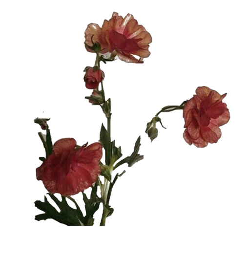 Aesthetic Flowers Png Pic (black)