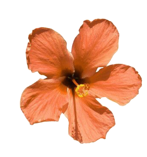 Aesthetic Flowers Png Transparent (salmon, black, chocolate)