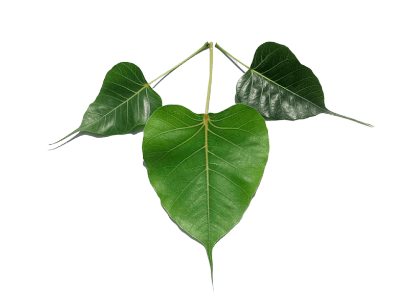 Aesthetic Leaf Png (gray)