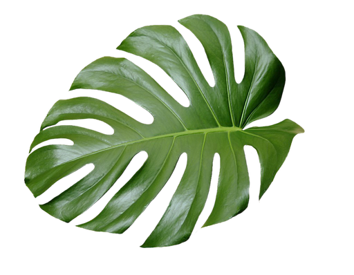 Aesthetic Leaves Png Hd Isolated (black)