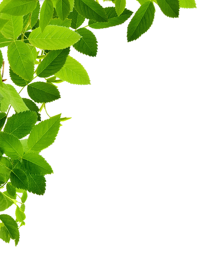 Aesthetic Leaves Png Image (white, green, black, olive)