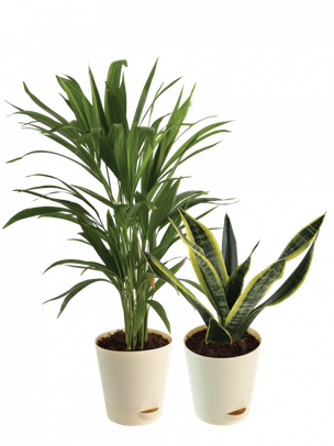 Aesthetic Plant Png Clipart (black, silver)