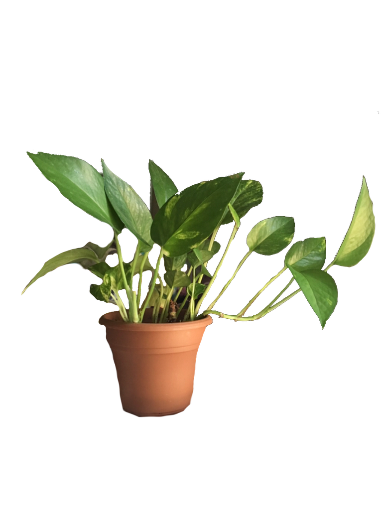 Aesthetic Plant Png Free Download (black)