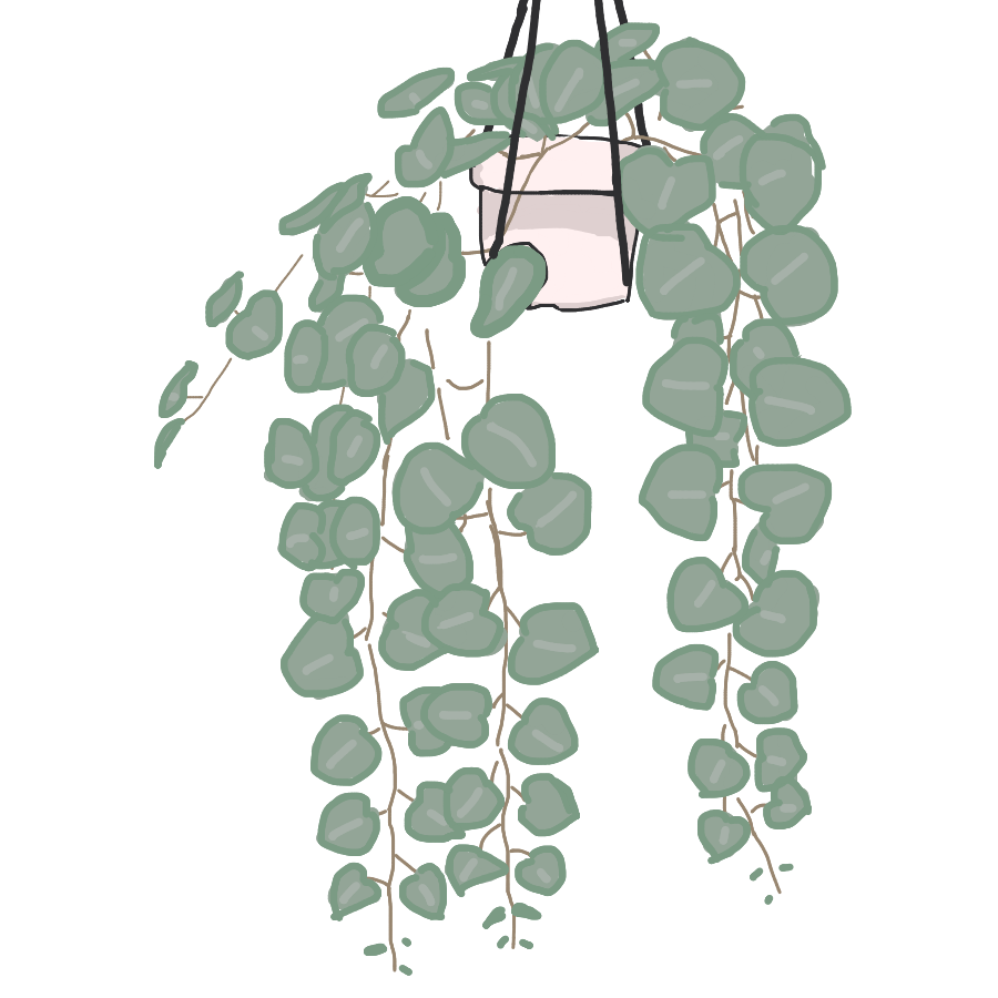 Aesthetic Plant Png Isolated Pic (white, black, gray)