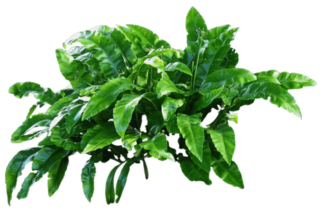 Aesthetic Plant Png Transparent (black)