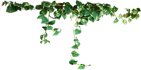 Aesthetic Plant Png (black)