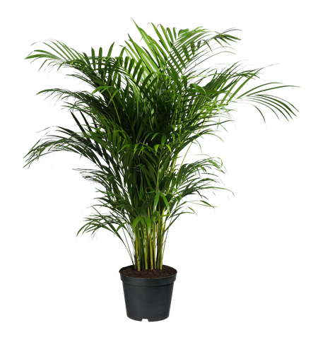 Aesthetic Plant Transparent Png (black)