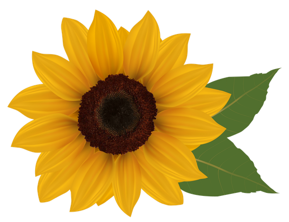 Aesthetic Sunflower Png Isolated Transparent (black, olive, orange)