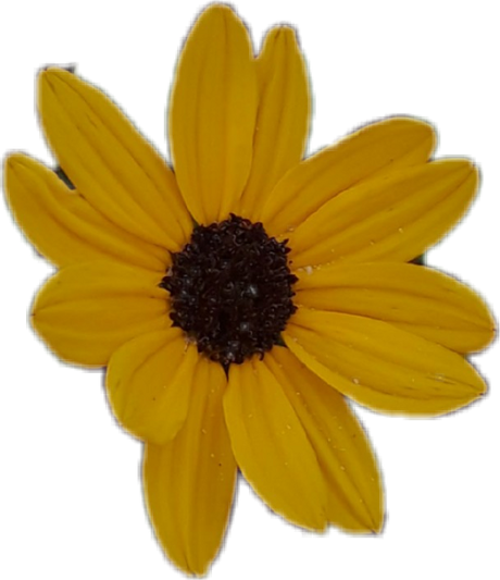 Aesthetic Sunflower Png Photo (black, olive, chocolate)