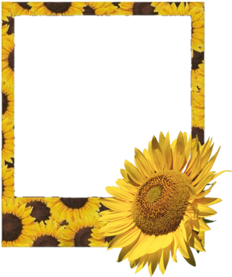 Aesthetic Sunflower Png Photos (black, maroon)