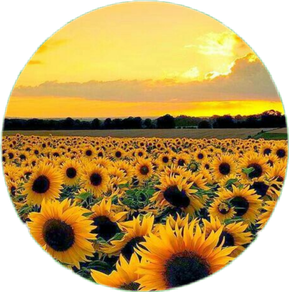 Aesthetic Sunflower Png Pic (black, pink)