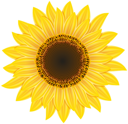 Aesthetic Sunflower Png Transparent Image (black, maroon)