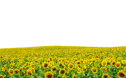 Aesthetic Sunflower Png Transparent Picture (black, olive, orange)