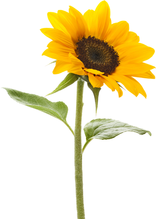 Aesthetic Sunflower Png Transparent (gold, black, orange)