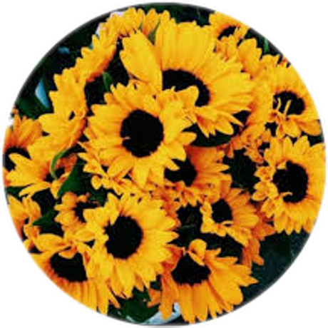 Aesthetic Sunflower Transparent Background (black)