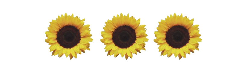 Aesthetic Sunflower Transparent Png (orange, black, white)