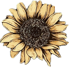 Aesthetic Sunflower Vector Png File (black, pink)