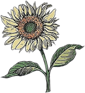 Aesthetic Sunflower Vector Png Hd (black)