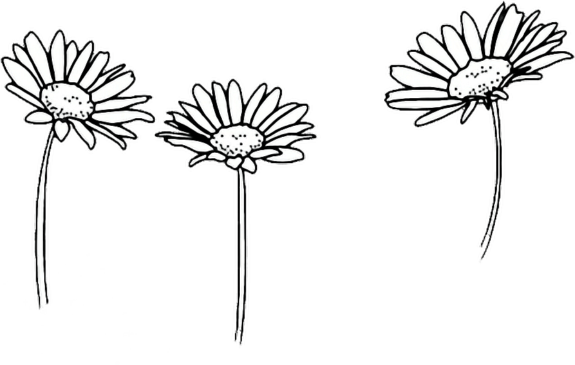 Aesthetic Sunflower Vector Png Pic (gray, white)