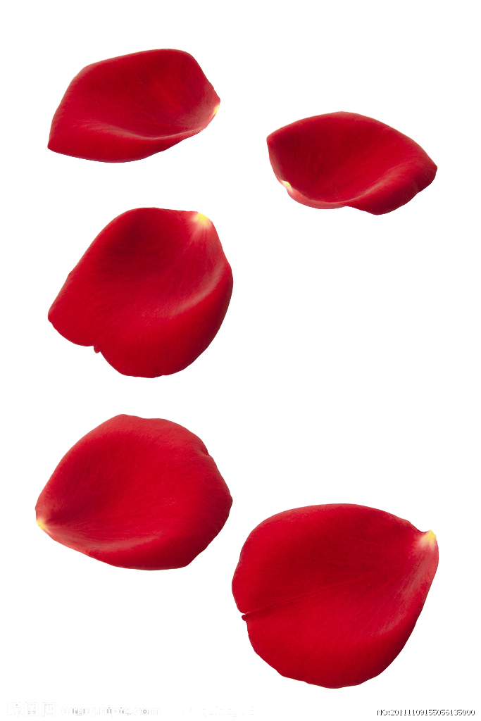 Petals Falling Png Image Hd (maroon, white)