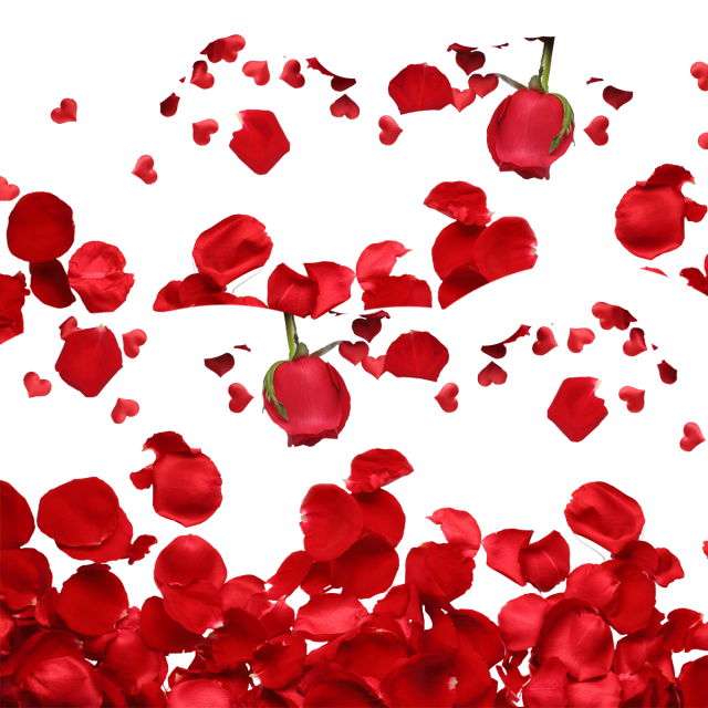 Petals Falling Png Images Hd (maroon, white)