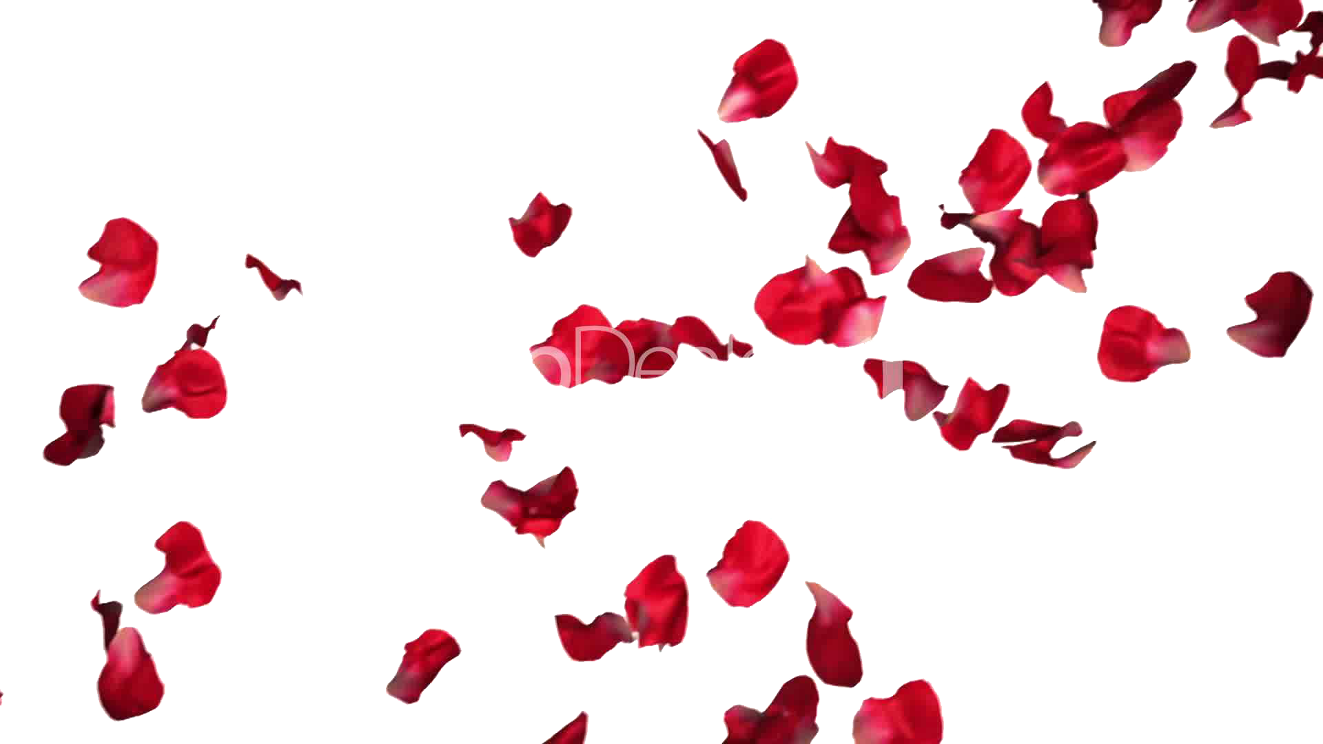 Petals Falling Png Images (white)