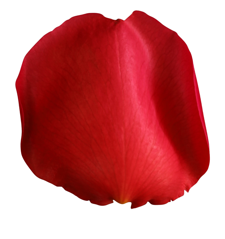 Petals Falling Png Pic (maroon, white)