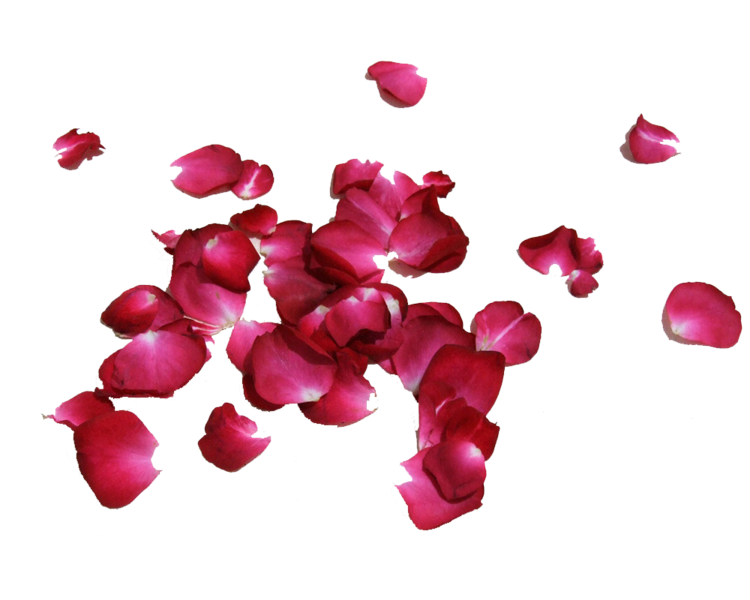 Petals Falling Png Picture (black)