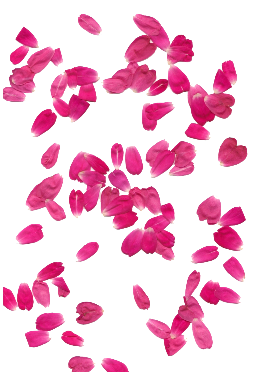 Petals Flower Png Image (white)