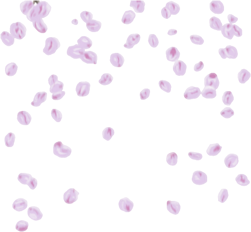 Petals Flower Png Images (black)