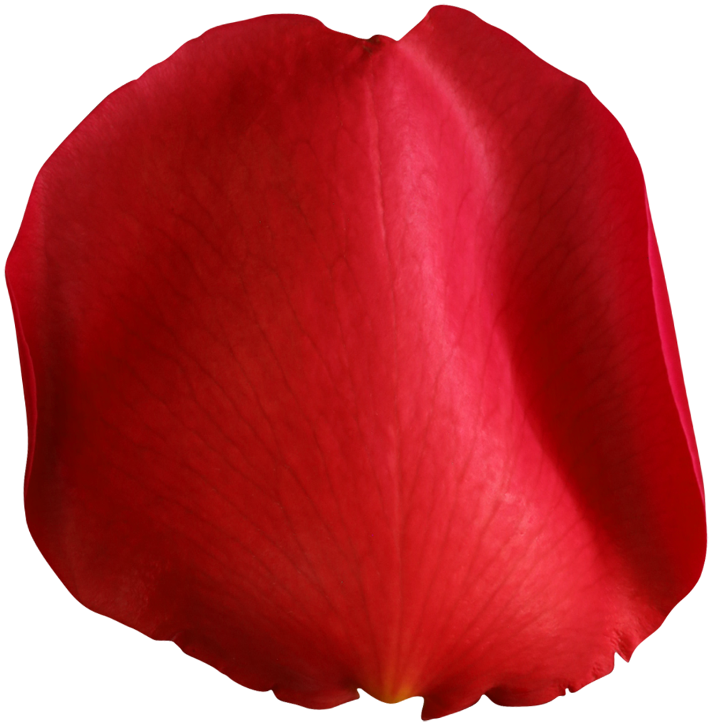 Petals Flower Png (maroon, gray)