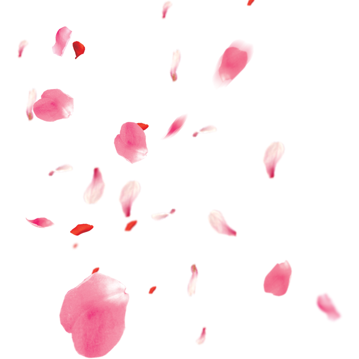 Petals Png File (black, salmon)