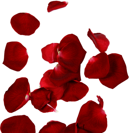 Petals Png Isolated Hd (black, maroon)
