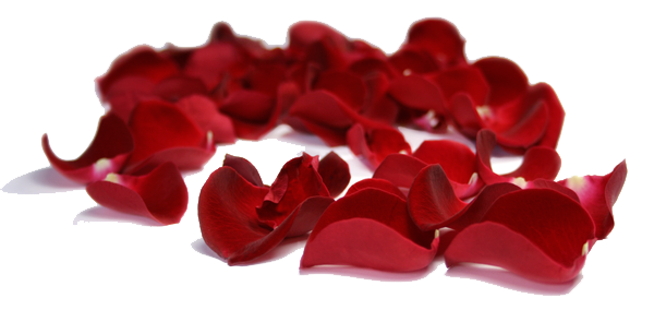 Petals Png Picture (maroon, white)