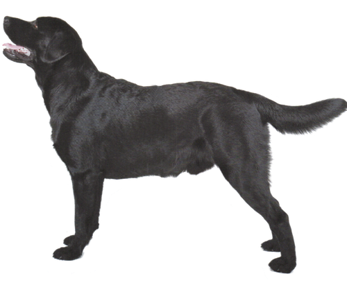 Retriever Black Labrador Dog Transparent Png (indigo, black)