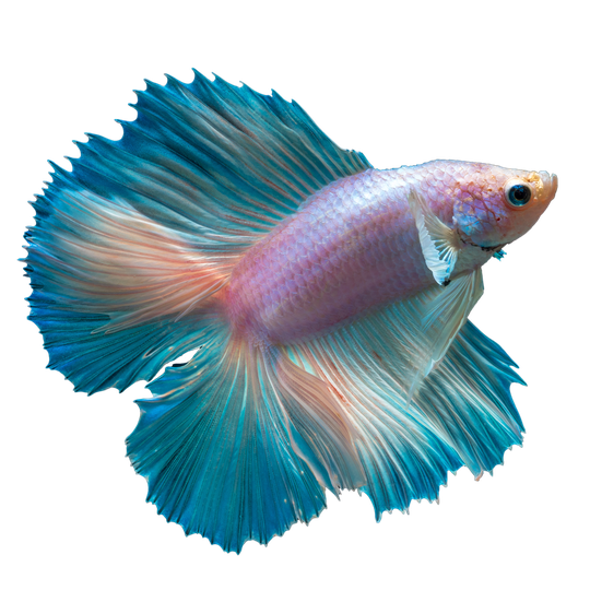 Betta Png Clipart (black, teal)