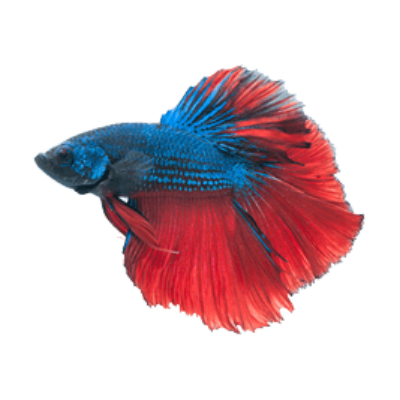 Betta Png File (maroon, black, chocolate)