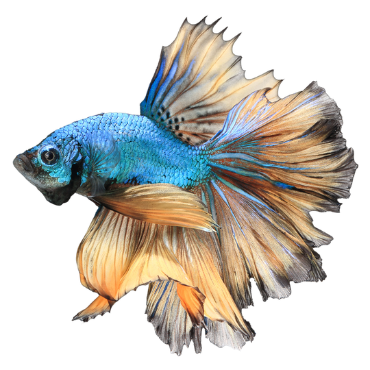 Betta Png Free Download (black)