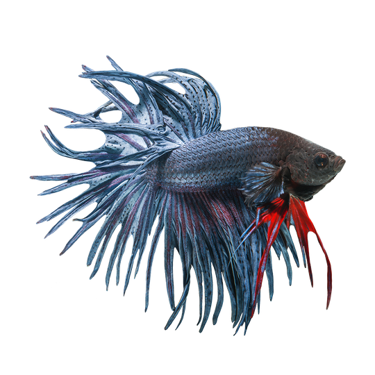 Betta Png Image (black)