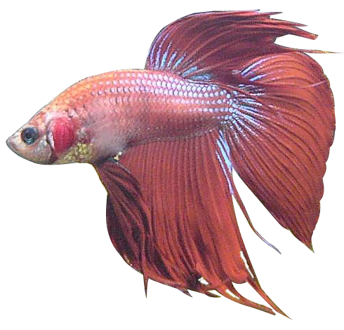 Betta Png Photo (white, lavender, gray)