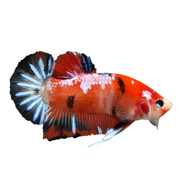 Betta Png Pic (black)