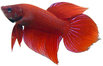 Betta Png Picture (maroon, black, indigo)