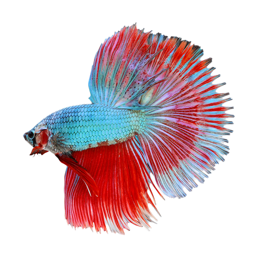 Betta Png Transparent Image (maroon, black)